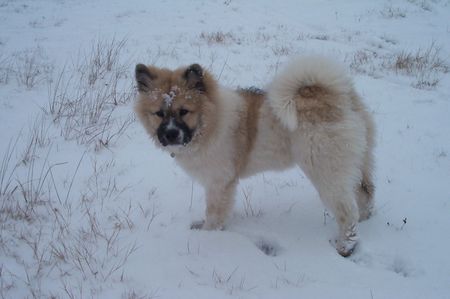 Eurasier Hündin, 5 Monate