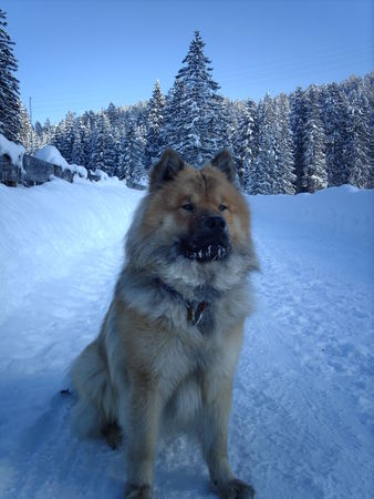 Eurasier Endlich Winter Bamse/Baiko freut sich