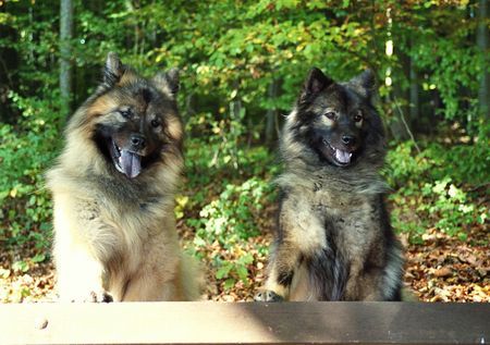 Eurasier Beim Spaziergang im Wald - Oktober 07