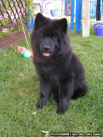 Eurasier A-Nele von Wolferdingsen  20 Wochen alt