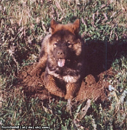 Eurasier ... und jetzt auf die Couch !!!