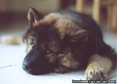 Eurasier ... ich will meine Ruhe !!!