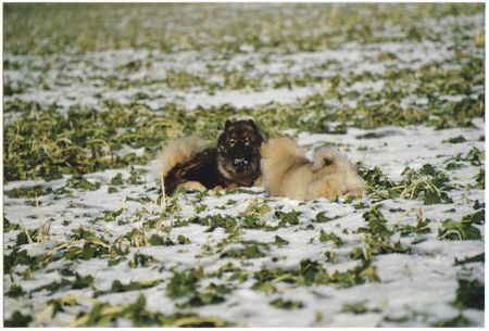 Eurasier Suying mit Anukis im Schnee