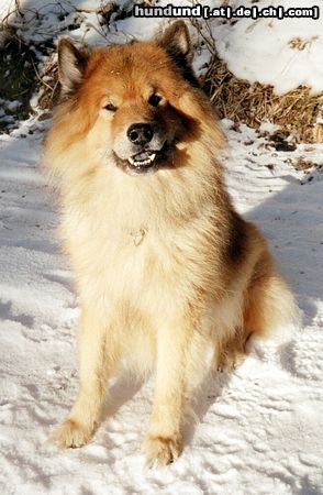 Eurasier Eurasier-Rüde,  Zanto von Aetzrüti, 11 Jahre