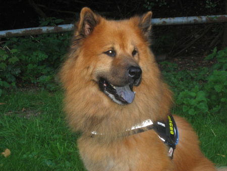 Eurasier Czes 6Jahre Ruede