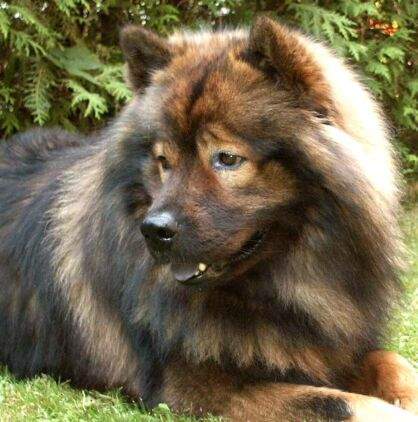 Eurasier Österr. Deckrüde Arras vom Amselgarten