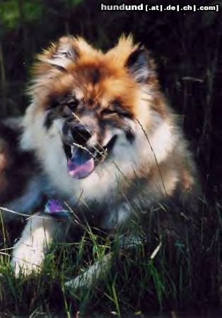 Eurasier Cherry vom Försterfeld