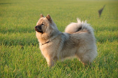 Eurasier Chila (Bjela) vom Zauberwald