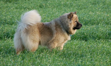 Eurasier Chila (Bjela) vom Zauberwald