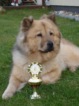 Eurasier Chila nach bestandener Begleithundprüfung