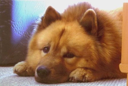 Eurasier