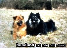 Eurasier schwarzer eurasier balou v.haselbachtal  mit chow-mix mimi