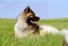 Eurasier Hund