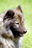 Eurasier Hund