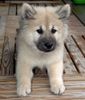 Eurasier Hund