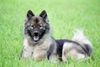 Eurasier Hund