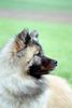 Eurasier Hund