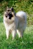 Eurasier Hund