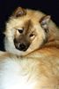 Eurasier Hund