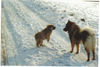 Eurasier Hund