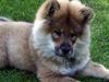 Eurasier Hund