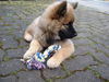 Eurasier Hund