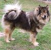 Eurasier Hund