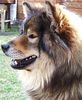 Eurasier Hund