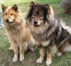 Eurasier Hund