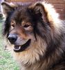 Eurasier Hund