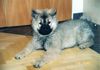 Eurasier Hund