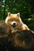 Eurasier Hund