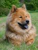 Eurasier Hund