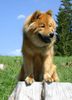 Eurasier Hund