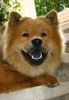 Eurasier Hund