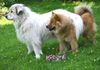 Eurasier Hund