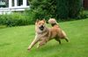 Eurasier Hund