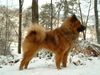 Eurasier Hund