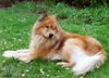 Eurasier Hund