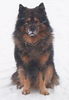 Eurasier Hund