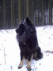 Eurasier Hund