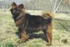 Eurasier Hund