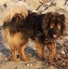 Eurasier Hund