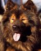 Eurasier Hund