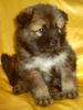 Eurasier Hund