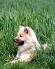 Eurasier Hund