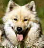 Eurasier Hund