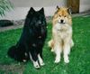 Eurasier Hund