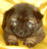 Eurasier Hund