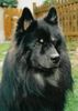 Eurasier Hund